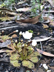 Drosera whittakeri