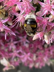 Bombus lucorum