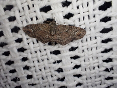 Pasiphilodes testulata