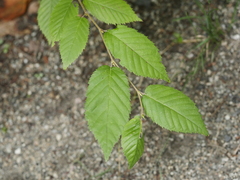 Betula alleghaniensis