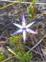 Calectasia