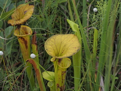 Sarracenia flava