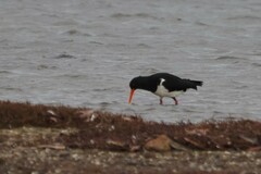 Haematopus longirostris