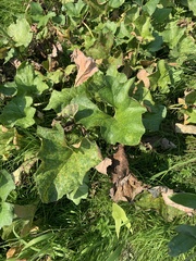 Petasites spurius