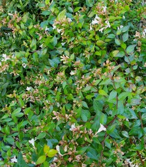 Abelia × grandiflora