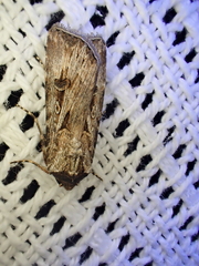 Agrotis munda