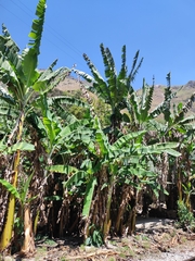 Musa
