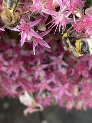 Bombus lucorum