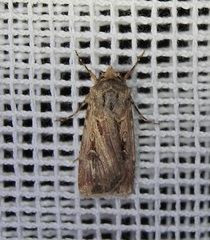 Agrotis munda