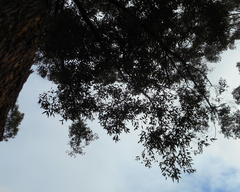 Eucalyptus pilularis