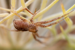Philodromus rufus