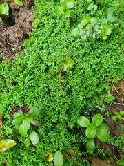 Callitriche palustris