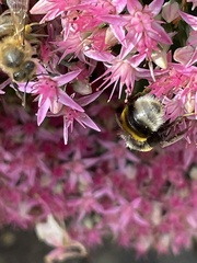 Bombus lucorum