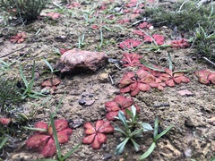 Drosera praefolia
