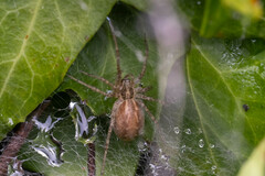 Allagelena gracilens
