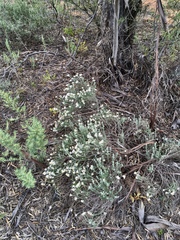 Olearia pimeleoides
