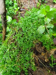 Callitriche palustris