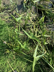 Sagittaria sagittifolia
