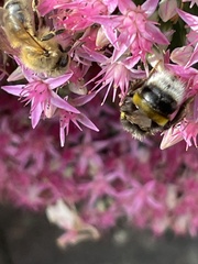 Bombus lucorum