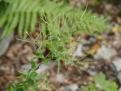 Epilobium coloratum