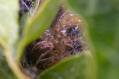 Allagelena gracilens