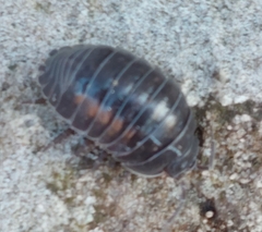 Armadillidium depressum