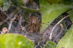 Allagelena gracilens