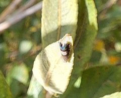 Grapholita compositella