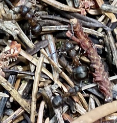 Formica rufa