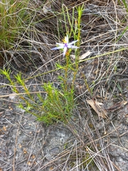 Calectasia
