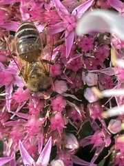 Apis mellifera