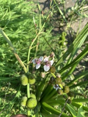 Sagittaria sagittifolia