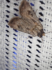 Agrotis munda