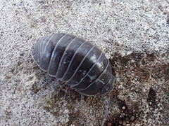 Armadillidium depressum
