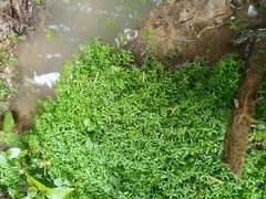 Callitriche palustris