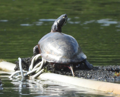 Chrysemys picta picta