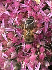Apis mellifera