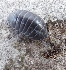 Armadillidium depressum