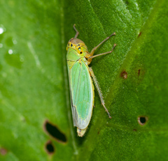 Cicadella viridis
