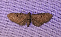 Eupithecia absinthiata