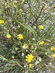 Crepis tectorum