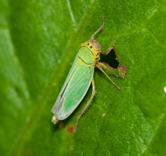 Cicadella viridis