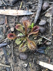 Drosera schmutzii