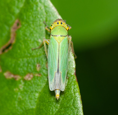 Cicadella viridis