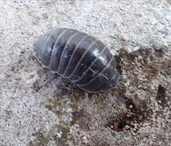 Armadillidium depressum
