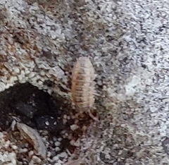 Oniscidea