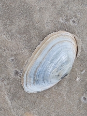 Mya arenaria