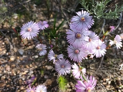 Lampranthus leptaleon