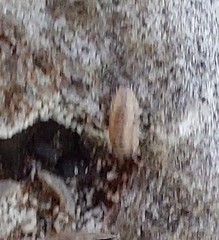 Oniscidea