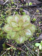 Drosera whittakeri